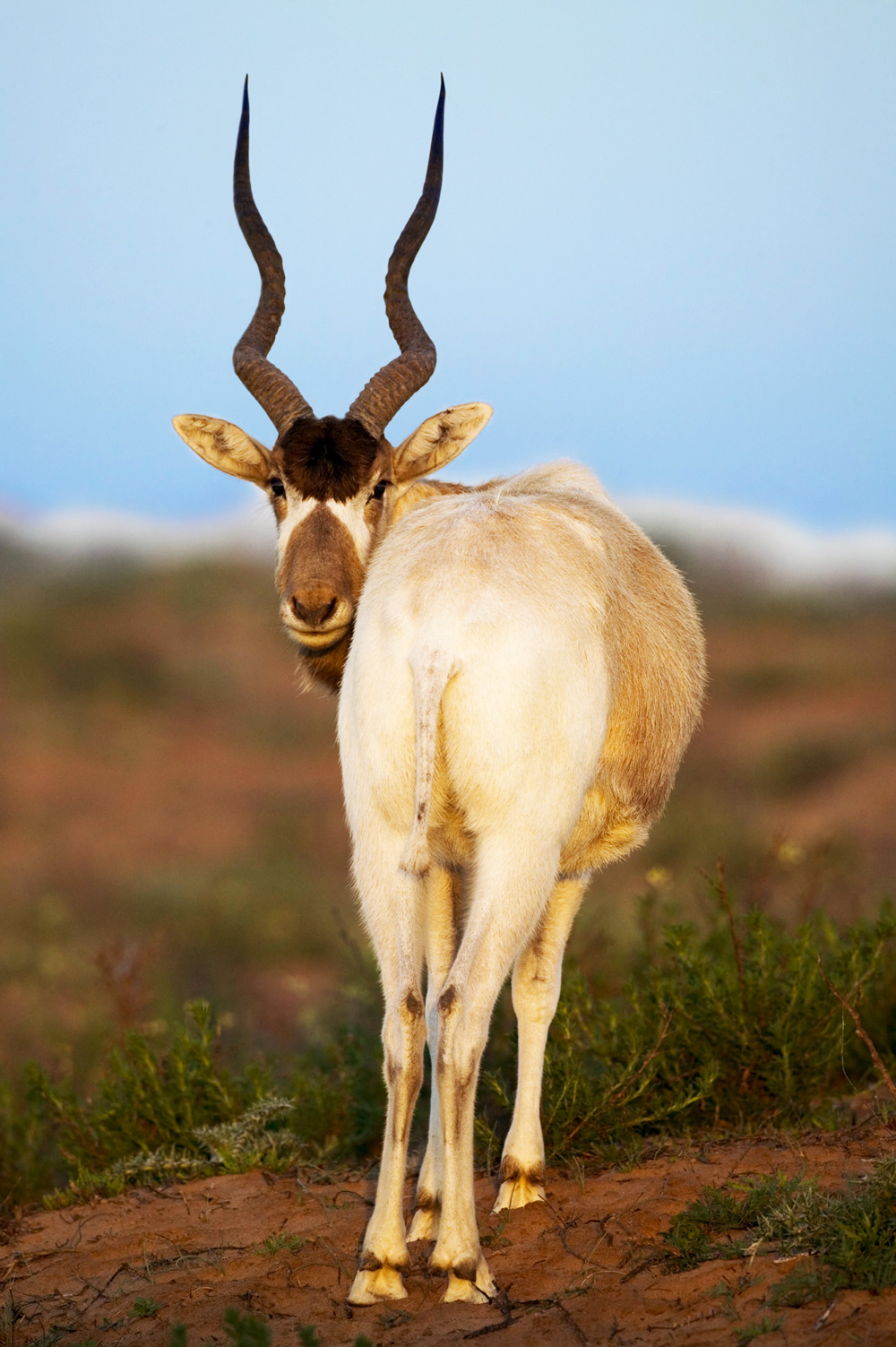 ADDAX-NIGER-