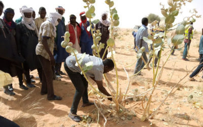 REMOVAL OF A HARMFUL PLANT IN NIGER