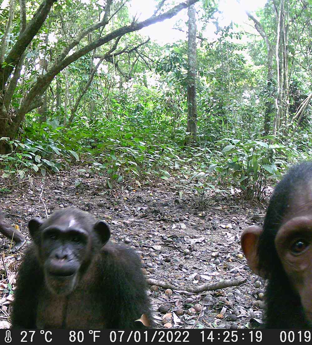 CHAP2-ASTONISHING-DIVERSITY-CONGO