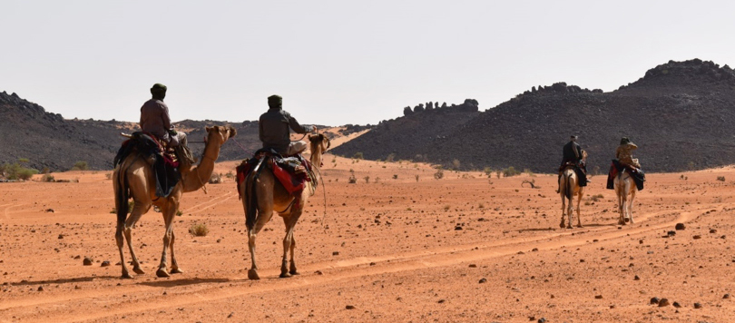 Des dromadaires sentinelles du désert nigérien