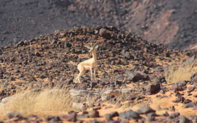 About 4,100 dorcas gazelles in the Termit Massif