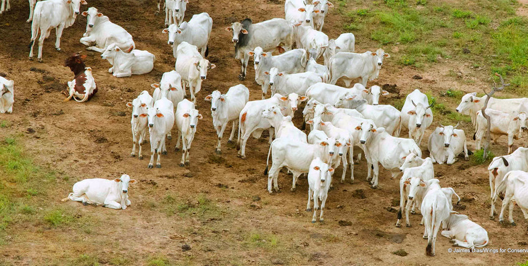 Zah-Soo, un parc national sous forte pression pastorale