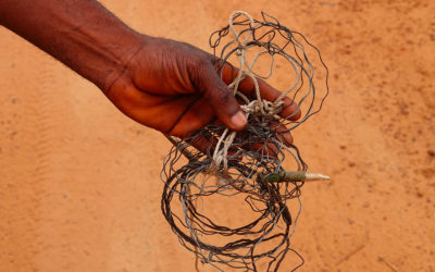 Metal Snare Straps, a deadly scourge for wildlife in Congo